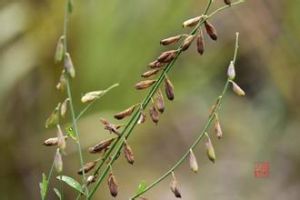 線葉豬屎豆 線葉豬屎豆