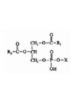 甘油磷脂 甘油磷脂