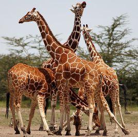 長頸鹿索馬里亞種 長頸鹿索馬里亞種