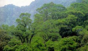 貴州習水中亞熱帶常綠闊葉林國家級自然保護區