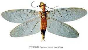 中華脈齒蛉 中華脈齒蛉