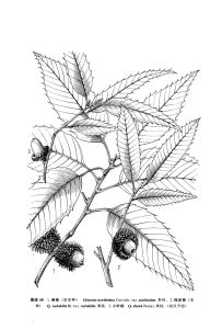 北方麻櫟 北方麻櫟