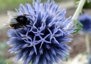 截葉藍刺頭 截葉藍刺頭