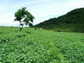 丕且莫村 丕且莫村