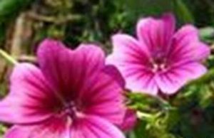 黃茄花根 黃茄花根