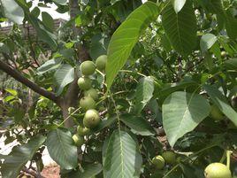 香玲核桃苗 香玲核桃苗