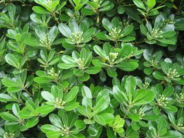 十棱山礬 十棱山礬