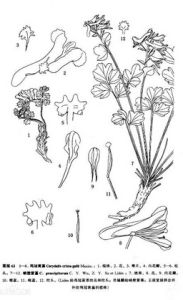 雞冠黃堇 雞冠黃堇