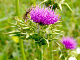 水飛薊[桔梗目菊科植物]