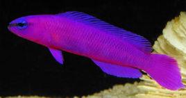 美國草莓 美國草莓