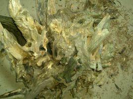 沉香樟木 沉香樟木