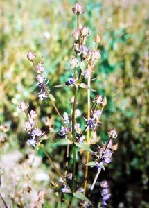 喜馬拉雅紫茉莉