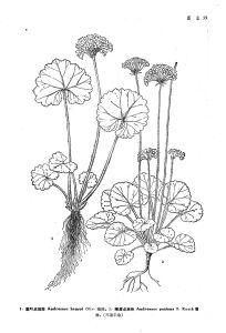 峨眉點地梅 峨眉點地梅