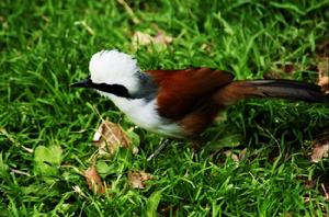 白冠噪鶥的形態特徵