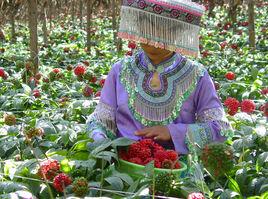 文山州生物三七局 文山州生物三七局