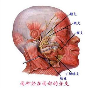 顳頂聯合區 顳頂聯合區