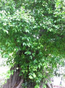 斜葉榕系 斜葉榕系