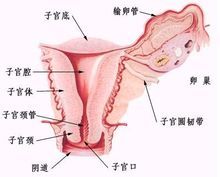 輸卵管位置