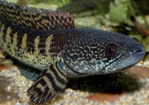 橙斑蛇頭魚 橙斑蛇頭魚