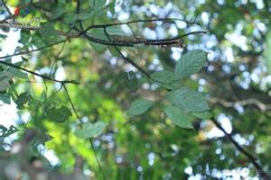 粗穗石櫟 粗穗石櫟