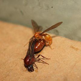 木盲切葉蟻 木盲切葉蟻