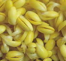 納豆芽孢桿菌