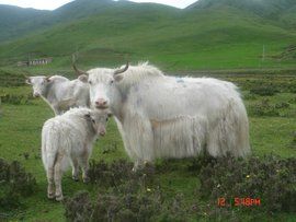 養殖基地 養殖基地