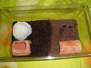 肥尾壁虎的飼養環境