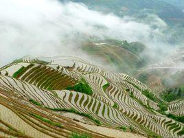 黃土水平梯田 黃土水平梯田
