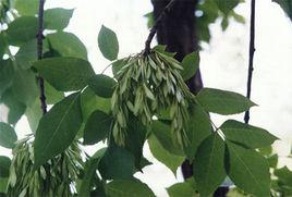 尖果白蠟 尖果白蠟