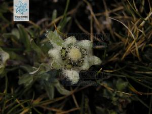 黃白火絨草 黃白火絨草