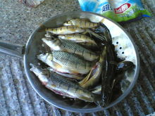 溪魚
