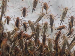 亞洲飛蝗 亞洲飛蝗