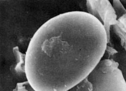 雅致小諾氏壺菌