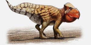 安德薩角龍 安德薩角龍