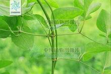 黃藥[馬鞭草科植物]