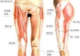 闊筋膜張肌 闊筋膜張肌