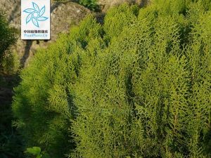 金黃球柏 金黃球柏