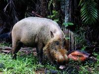 加里曼丹島須豬