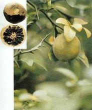 綠衣枳殼[綠衣枳殼]