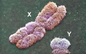 電子顯微鏡下放大1萬倍的X和Y染色體