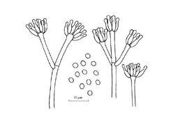 瓦克青黴 瓦克青黴