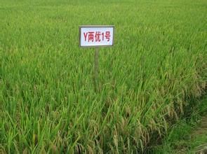 寧粳39號 寧粳39號