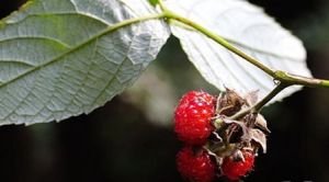 牯嶺懸鉤子 牯嶺懸鉤子