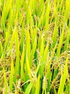 稻[學名為Oryza sativa L. 的物種]