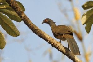 普通鳴冠雉 普通鳴冠雉