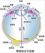 角膜反射 角膜反射