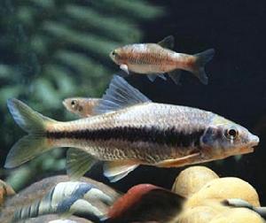 台灣光唇魚 台灣光唇魚