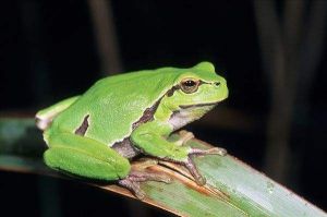 無斑雨蛙 無斑雨蛙