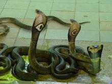 泰國眼鏡蛇